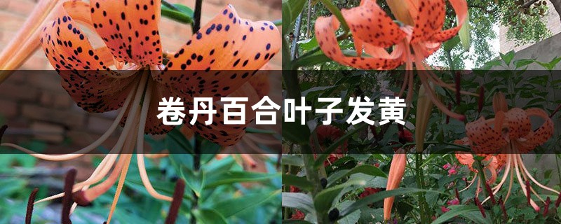 卷丹百合黄叶的原因和处理办法 卷丹百合黄叶的原因和处理办法