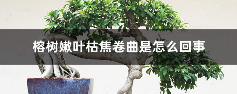 榕树嫩叶枯焦卷曲是怎么回事 榕树嫩叶枯焦卷曲是怎么回事