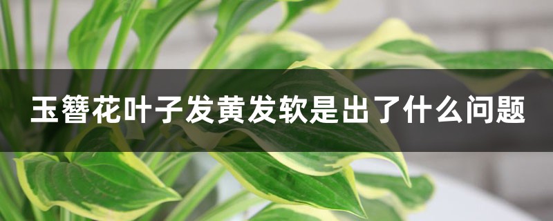 玉簪花叶子发黄发软是出了什么问题 玉簪花叶子发黄发软是出了什么问题