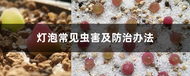 灯泡常见虫害及防治办法 灯泡常见虫害及防治办法