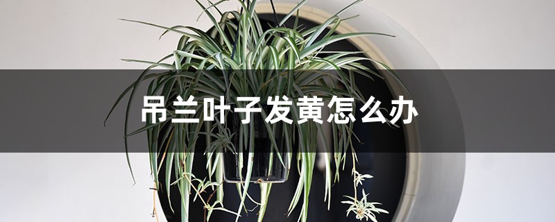 吊兰叶子发黄怎么办 吊兰叶子发黄怎么办