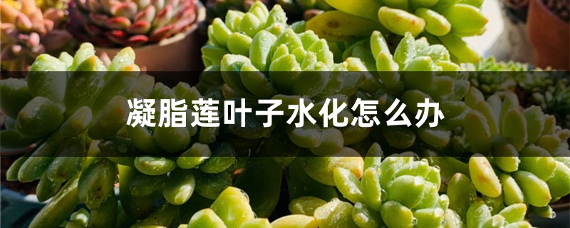 凝脂莲叶子水化怎么办 凝脂莲叶子水化怎么办