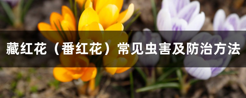 藏红花(番红花)常见虫害及防治方法 藏红花(番红花)常见虫害及防治方法