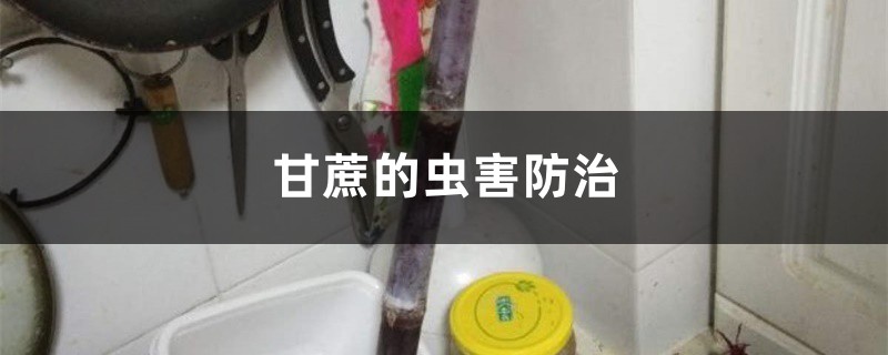 甘蔗的虫害防治 甘蔗的虫害防治