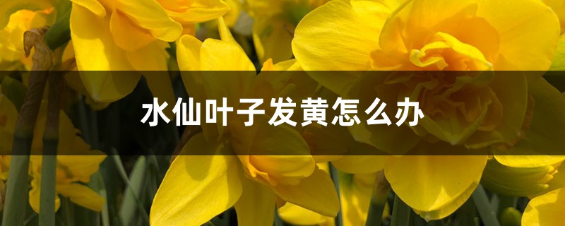 水仙叶子发黄怎么办 水仙叶子发黄怎么办