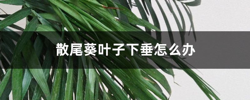 散尾葵叶子下垂怎么办 散尾葵叶子下垂怎么办