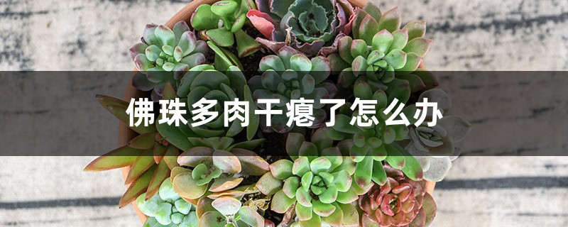 佛珠多肉干瘪了怎么办 佛珠多肉干瘪了怎么办