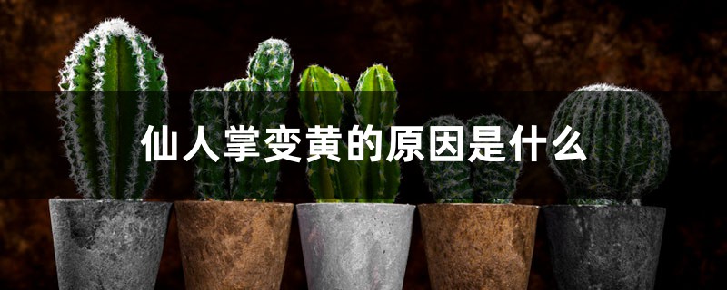 仙人掌变黄的原因是什么 仙人掌变黄的原因是什么