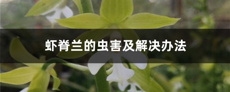 虾脊兰的虫害及解决办法 虾脊兰的虫害及解决办法