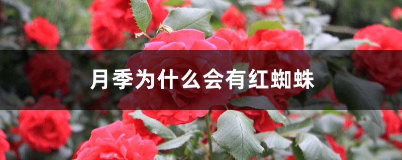 月季为什么会有红蜘蛛 月季为什么会有红蜘蛛