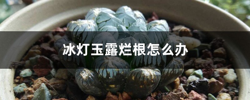 冰灯玉露烂根怎么办 冰灯玉露烂根怎么办