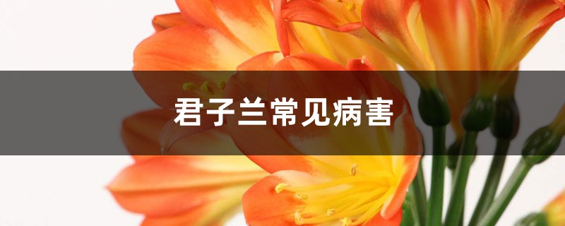 君子兰常见病害 君子兰常见病害