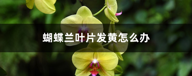 蝴蝶兰叶片发黄怎么办,怎么回事 蝴蝶兰叶片发黄怎么办,怎么回事
