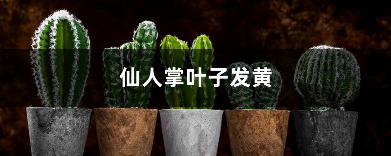 仙人掌黄叶的原因及处理办法 仙人掌黄叶的原因及处理办法