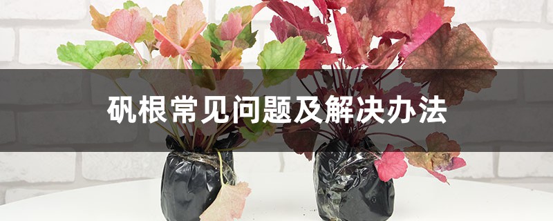 矾根常见问题及解决办法 矾根常见问题及解决办法