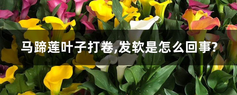 马蹄莲叶子打卷,发软是怎么回事? 马蹄莲叶子打卷,发软是怎么回事?