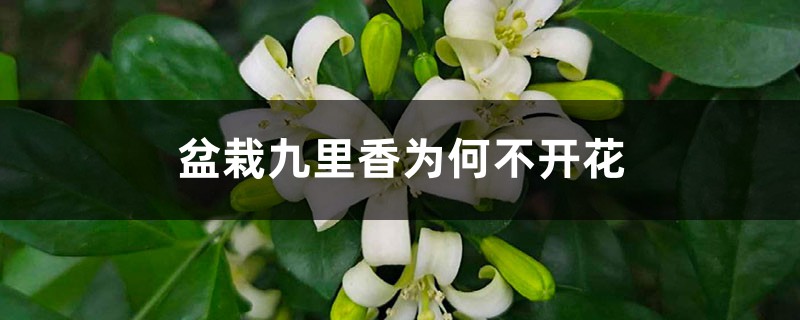 盆栽九里香为何不开花 盆栽九里香为何不开花
