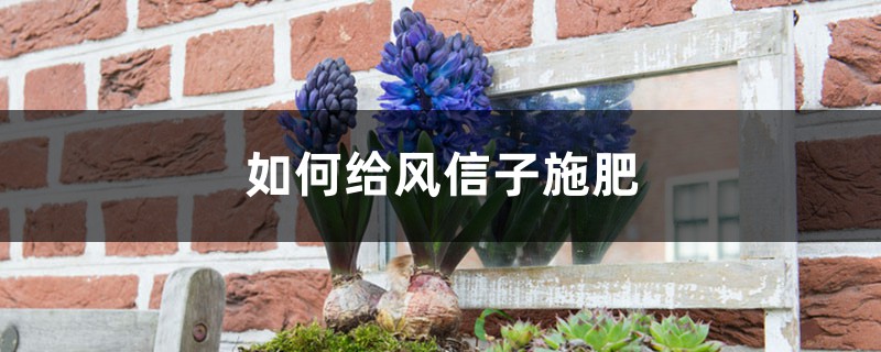风信子施肥方法,用什么肥好 风信子施肥方法,用什么肥好