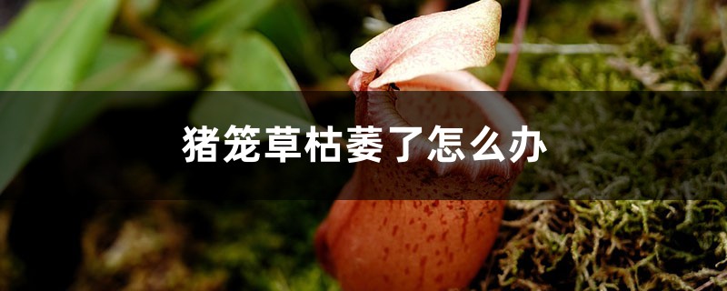 猪笼草枯萎了怎么办 猪笼草枯萎了怎么办