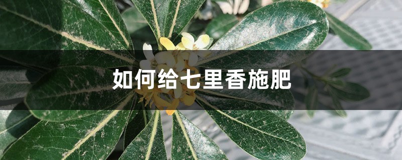 七里香施肥方法,用什么肥好 七里香施肥方法,用什么肥好