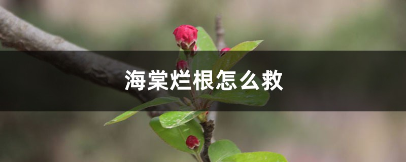 海棠烂根怎么救 海棠烂根怎么救
