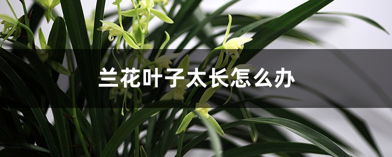 兰花叶子太长怎么办 兰花叶子太长怎么办