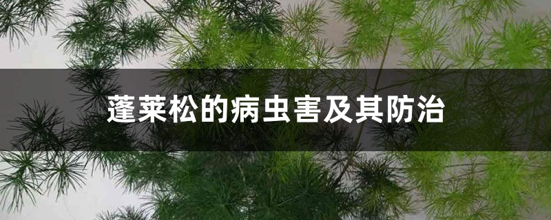 蓬莱松的病虫害及其防治 蓬莱松的病虫害及其防治