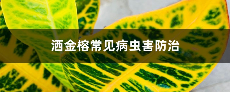 洒金榕常见病虫害防治 洒金榕常见病虫害防治