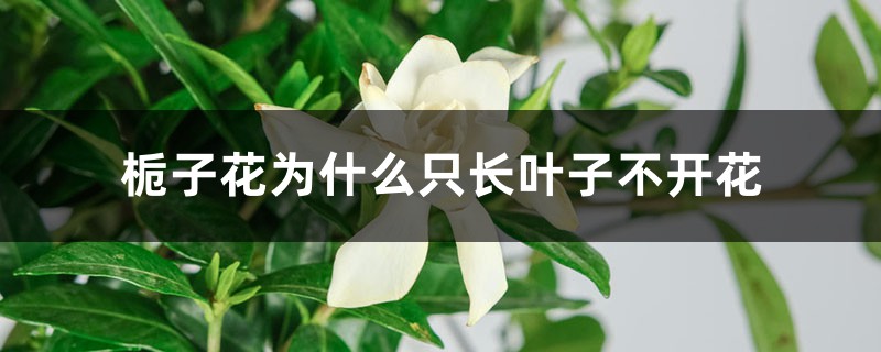 栀子花为什么只长叶子不开花 栀子花为什么只长叶子不开花