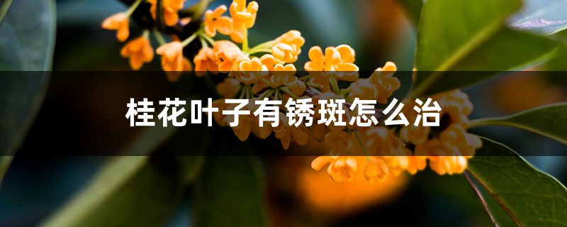 桂花叶子有锈斑怎么治,干枯怎么急救 桂花叶子有锈斑怎么治,干枯怎么急救