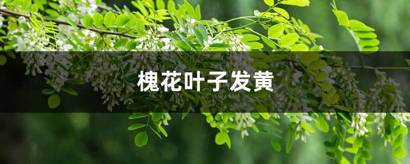 槐花黄叶的原因和处理办法 槐花黄叶的原因和处理办法