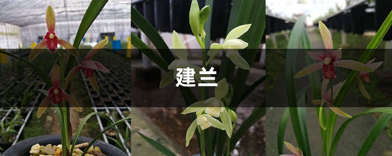 建兰叶子上长黑斑?看看原因,马上让叶子绿起来! 建兰叶子上长黑斑?看看原因,马上让叶子绿起来!