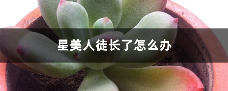 星美人徒长了怎么办 星美人徒长了怎么办