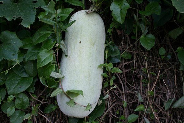 冬瓜的盆栽种植方法 冬瓜的盆栽种植方法
