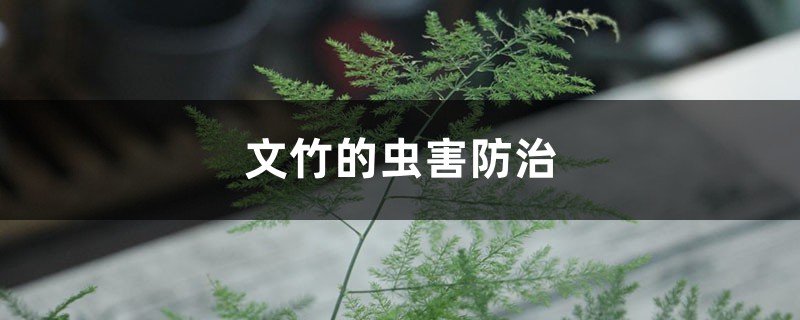 文竹的虫害防治 文竹的虫害防治