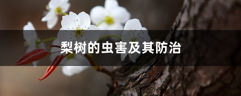 梨树的虫害及其防治 梨树的虫害及其防治