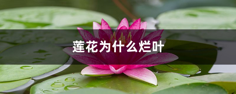 莲花为什么烂叶,烂叶怎么办 莲花为什么烂叶,烂叶怎么办
