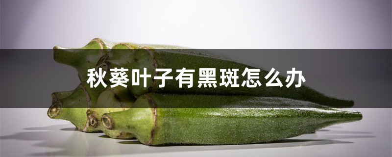 秋葵叶子有黑斑怎么办,秋葵叶子有黑斑咋回事 秋葵叶子有黑斑怎么办,秋葵叶子有黑斑咋回事
