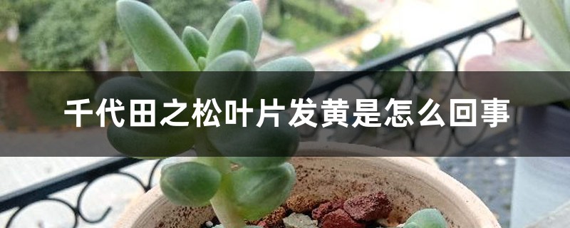 千代田之松叶片发黄是怎么回事 千代田之松叶片发黄是怎么回事