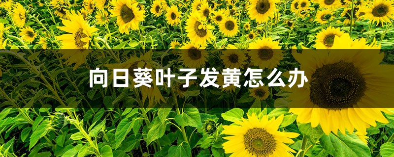 向日葵叶子发黄怎么办 向日葵叶子发黄怎么办