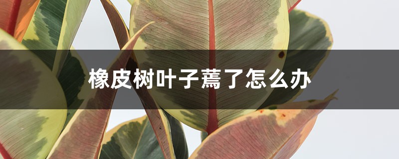橡皮树叶子蔫了怎么办 橡皮树叶子蔫了怎么办