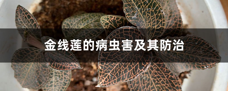 金线莲的病虫害及其防治 金线莲的病虫害及其防治