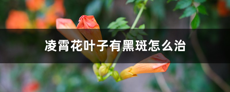 凌霄花叶子有黑斑怎么治,叶子一碰就掉 凌霄花叶子有黑斑怎么治,叶子一碰就掉