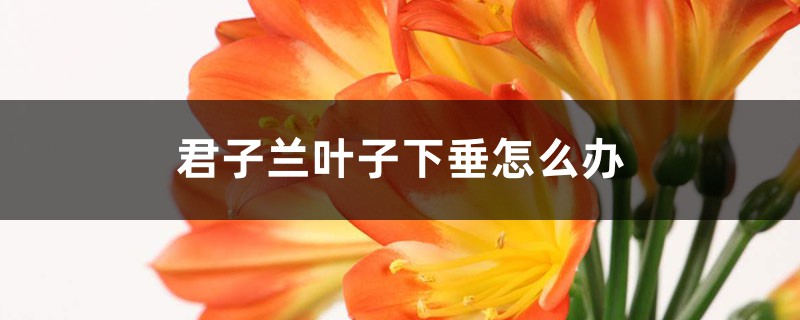 君子兰叶子下垂怎么办 君子兰叶子下垂怎么办