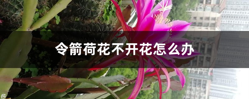 令箭荷花不开花怎么办 令箭荷花不开花怎么办