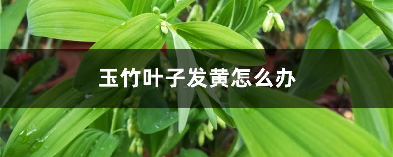 玉竹叶子发黄怎么办 玉竹叶子发黄怎么办