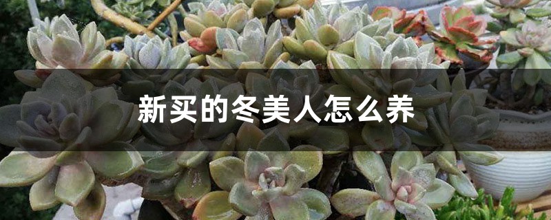 新买的冬美人怎么养 新买的冬美人怎么养