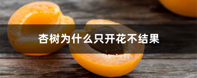 杏树为什么只开花不结果 杏树为什么只开花不结果