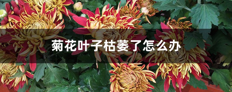 菊花叶子枯萎了怎么办 菊花叶子枯萎了怎么办