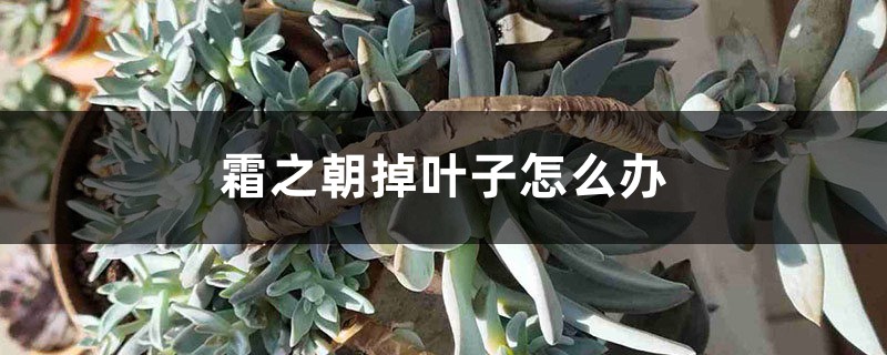 霜之朝掉叶子怎么办 霜之朝掉叶子怎么办